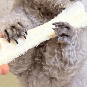 『前世はフルート奏者…？』犬におもちゃを渡してみたら、まさかの『優雅すぎる表情』に1万いいね「中に人いるでしょｗ」「音色が聞こえてくる」