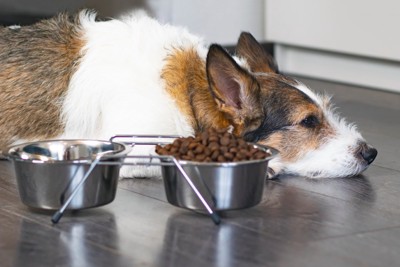 ご飯を食べない犬