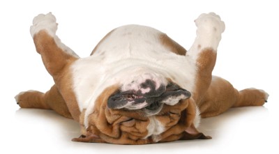 仰向けで眠るブルドッグ