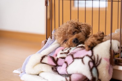 ケージの中で眠る子犬