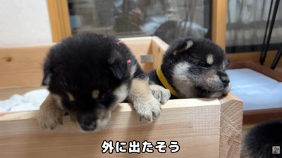「外に出たいよ~」