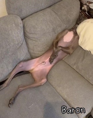 人間かな…？