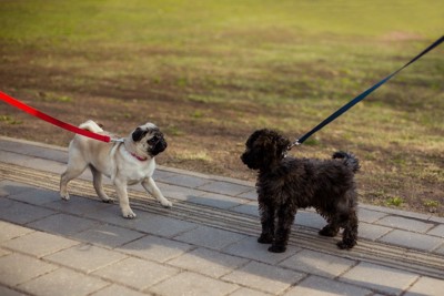 パグと黒い子犬