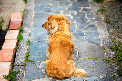 犬の後ろ姿