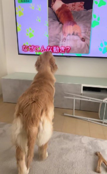 「えっ！その動きなに…？」