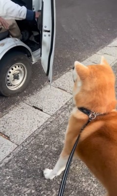 誘われる秋田犬