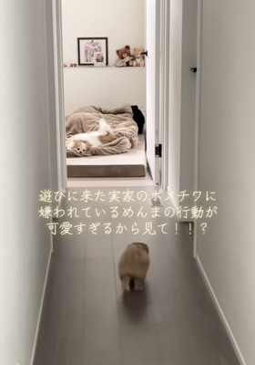 実家からやってきた犬が気になる『赤ちゃん犬』→警戒されてしまい…思わず守りたくなる行動が83万再生「怒り方も超絶可愛い」「キュンとした」