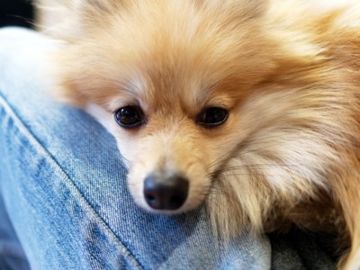 足に甘える犬