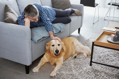 ソファの下で撫でられる犬