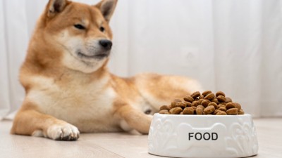 ごはんと柴犬