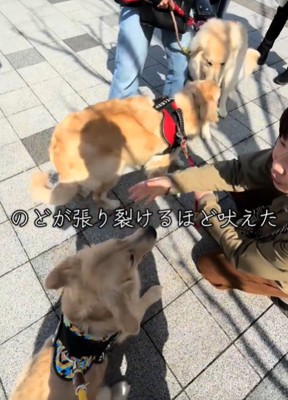 3匹の犬1