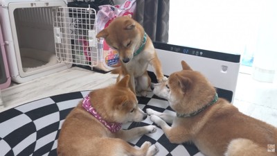 「僕の場所取らないで！」とお顔をペチッ