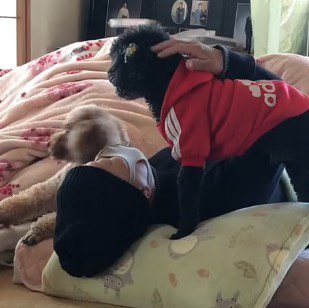 自分のそばに来た犬たちを優しく撫でる女性