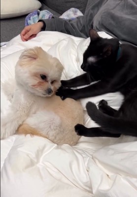 振り向く犬