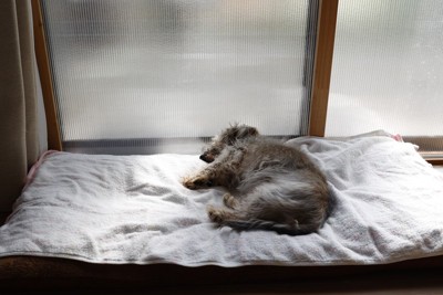 窓辺で寝ている犬