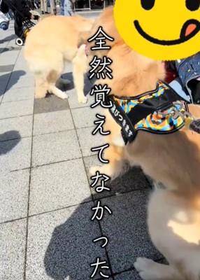 犬の後ろ姿