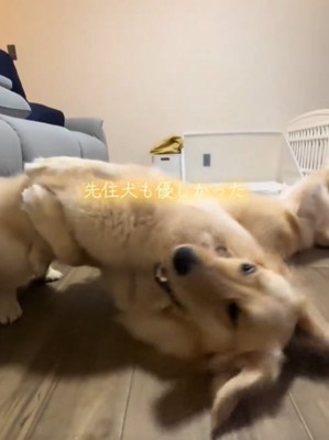 遊ぶ犬