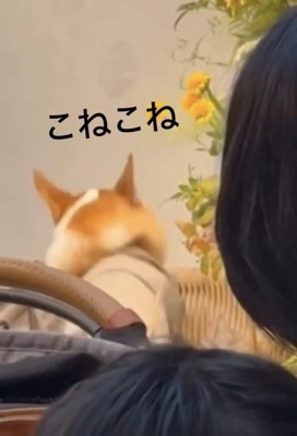 体を動かす犬