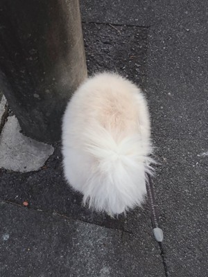 綿毛