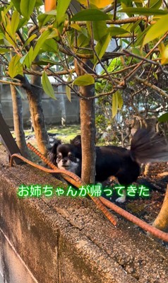 まる君とお姉ちゃんの再会
