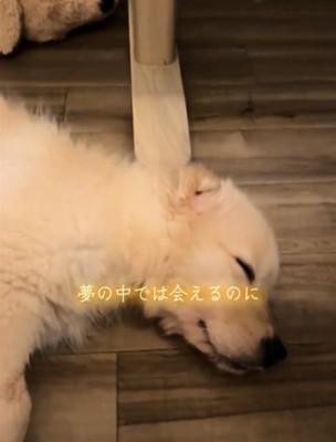 寝ている犬2