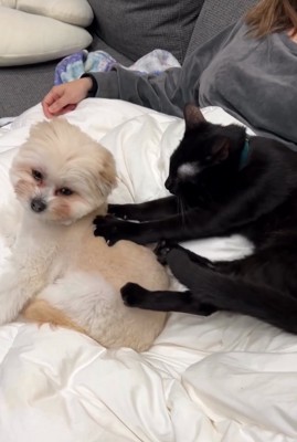 眠そうな犬