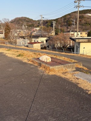 お散歩