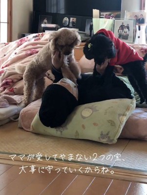 布団で横になっている女性の顔を覗きこんで、しっぽを振る2頭の犬