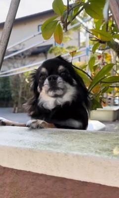 まる君とお姉ちゃんの再会8