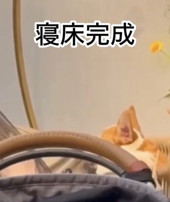 座り直す犬