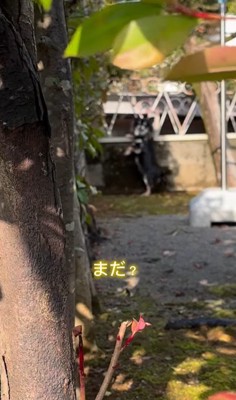 まる君とお姉ちゃんの再会7