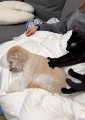 眠る犬