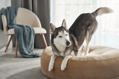 ベッドにいるハスキー犬