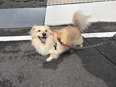 ニコニコ