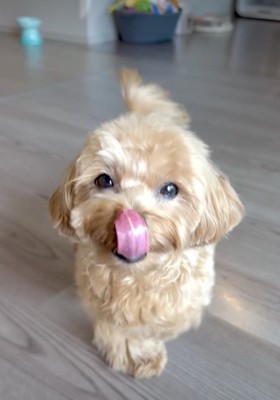 ペロリッ