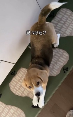 見上げる犬