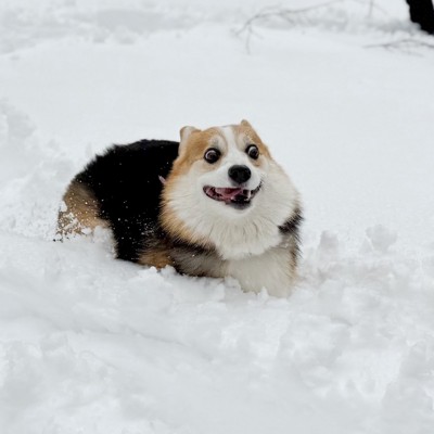 ヒャッハー