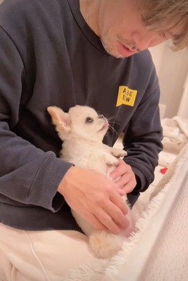 チワワのうにちゃん