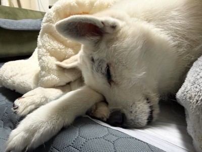 眠っている犬