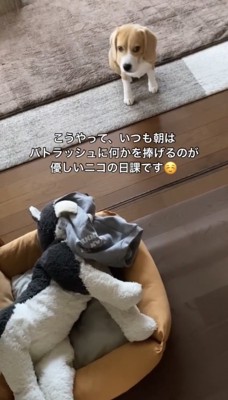 ぬいぐるみと犬