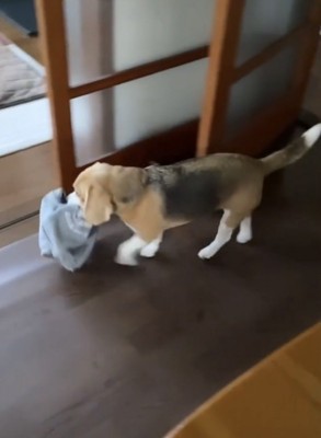 服をくわえて歩く犬