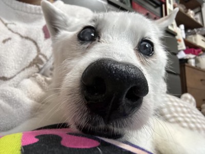 顔を寄せる犬
