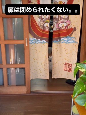 お散歩を拒否