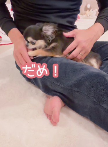 パクリと噛んで抗議!!
