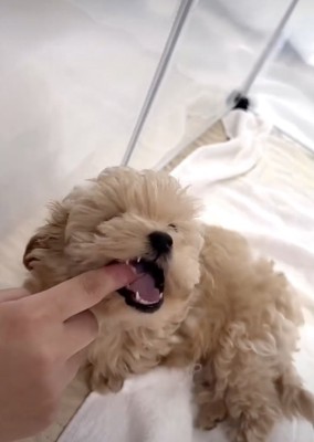 指をカミカミ