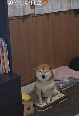 飼い主さんと再会したら…
