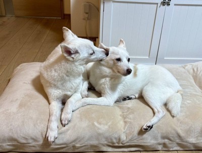 ニコ