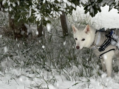 雪散歩