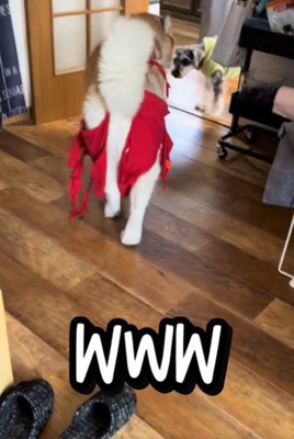 犬の後ろ姿1