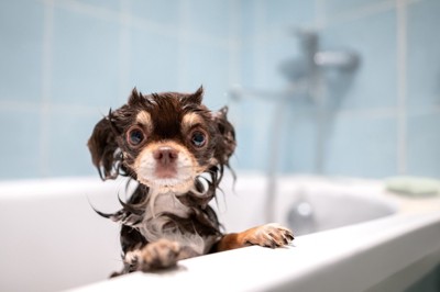 浴槽の縁に足をかけて顔を出す犬